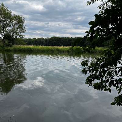 Hundetreffen-Französische Bulldoggen Treffen-Bild