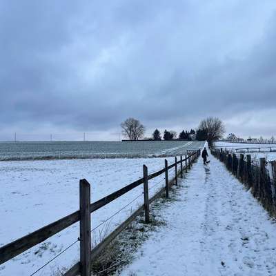 Hundetreffen-Gassi Runde Kleinhunde Witten-Bild
