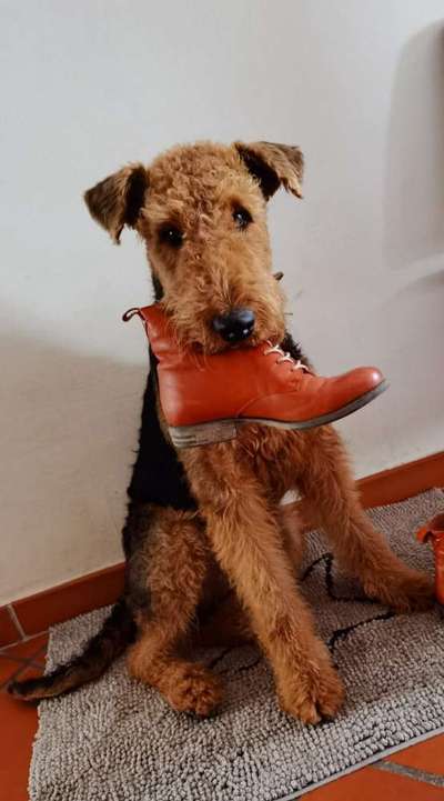 Airedale Terrier-Beitrag-Bild