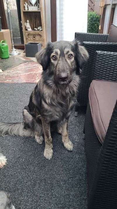 Dackelblick-Beitrag-Bild