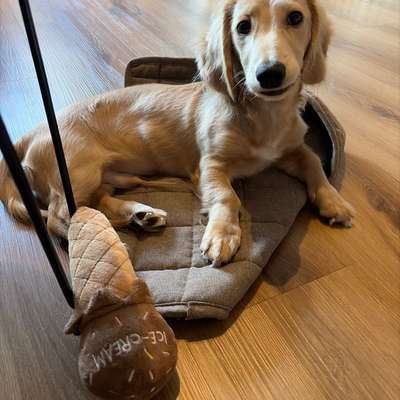 Hundetreffen-Kleiner Spiel-Kamerade gesucht-Bild