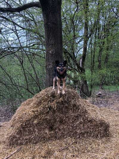 Schäferhund-Beitrag-Bild