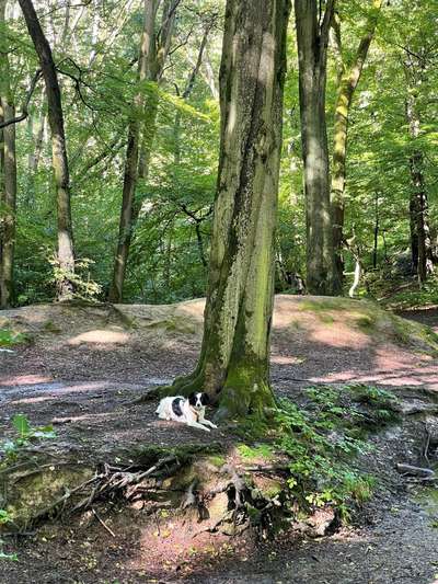 Foto -Challenge  Thema : Dein Hund Im Wald-Beitrag-Bild