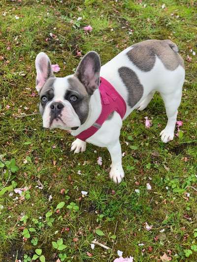 Französische Bulldoggen-Beitrag-Bild