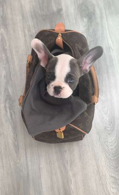 Französische Bulldoggen-Beitrag-Bild