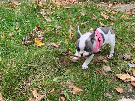 Französische Bulldoggen-Beitrag-Bild
