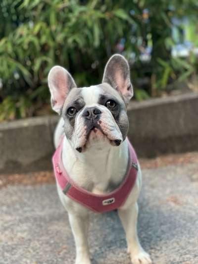 Französische Bulldoggen-Beitrag-Bild