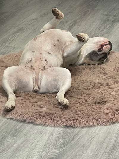 Französische Bulldoggen-Beitrag-Bild