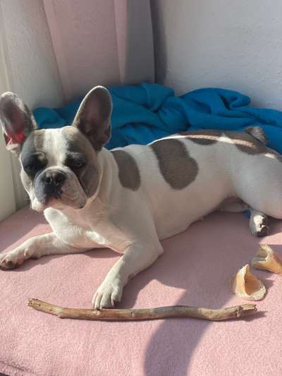 Französische Bulldoggen-Beitrag-Bild