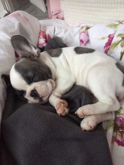 Französische Bulldoggen-Beitrag-Bild