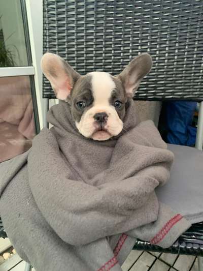 Französische Bulldoggen-Beitrag-Bild