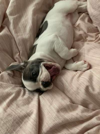 Französische Bulldoggen-Beitrag-Bild