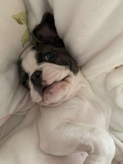 Französische Bulldoggen-Beitrag-Bild