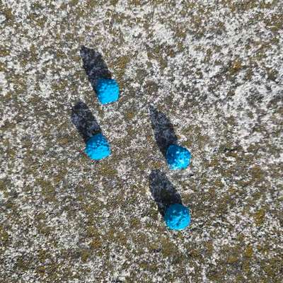 Giftköder-Auffällige blaue Kügelchen-Bild