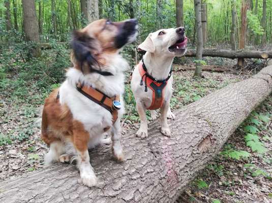 Bester Freund, Hundekumpel - zeigt her!-Beitrag-Bild