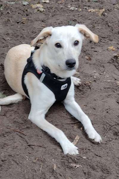 Hunde aus Griechenland-Beitrag-Bild