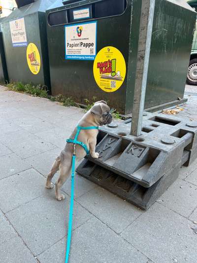 Welpen Bilder !-Beitrag-Bild