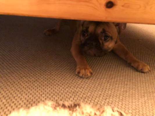 Welpen Bilder !-Beitrag-Bild