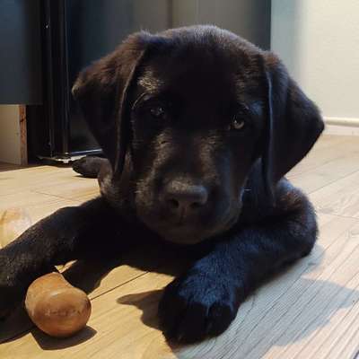 Hundetreffen-11 Wochen alter Labbi sucht Spielgefährten.m-Bild