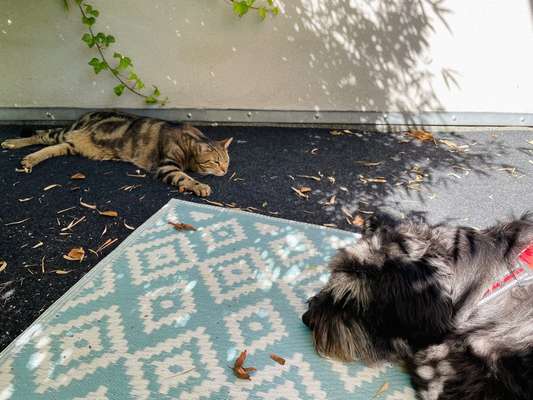 TierschutzhundeStammtisch🐕-Beitrag-Bild