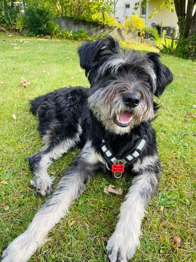 TierschutzhundeStammtisch🐕-Beitrag-Bild