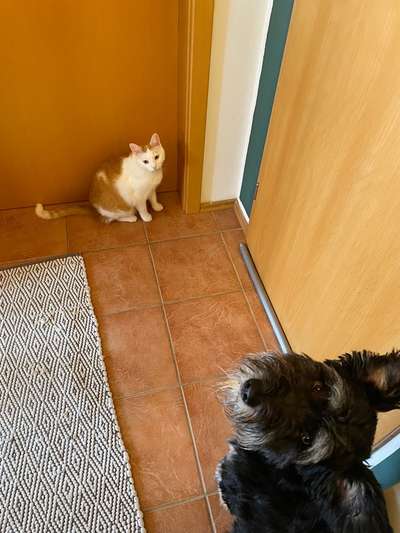 TierschutzhundeStammtisch🐕-Beitrag-Bild