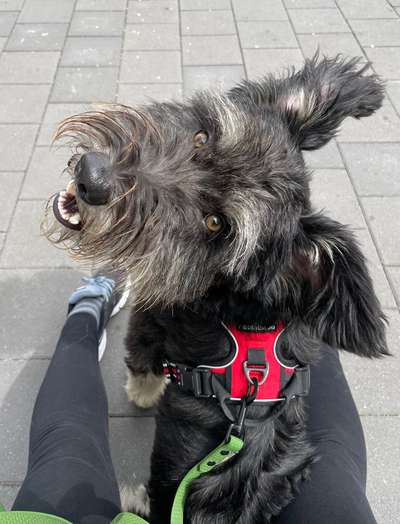 TierschutzhundeStammtisch🐕-Beitrag-Bild