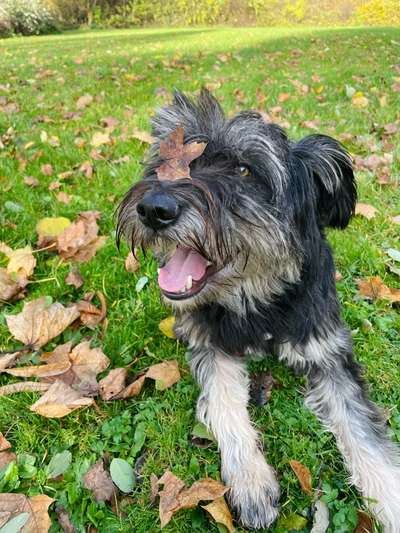 TierschutzhundeStammtisch🐕-Beitrag-Bild