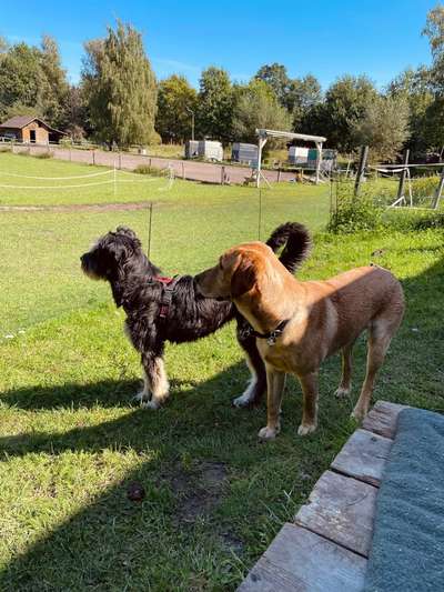 TierschutzhundeStammtisch🐕-Beitrag-Bild