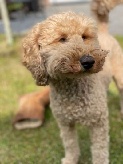 Hundetreffen-Gemeinsame Laufrunden-Bild