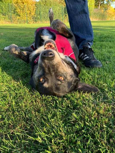 TierschutzhundeStammtisch🐕-Beitrag-Bild