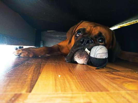 Deutsche Boxer-Beitrag-Bild