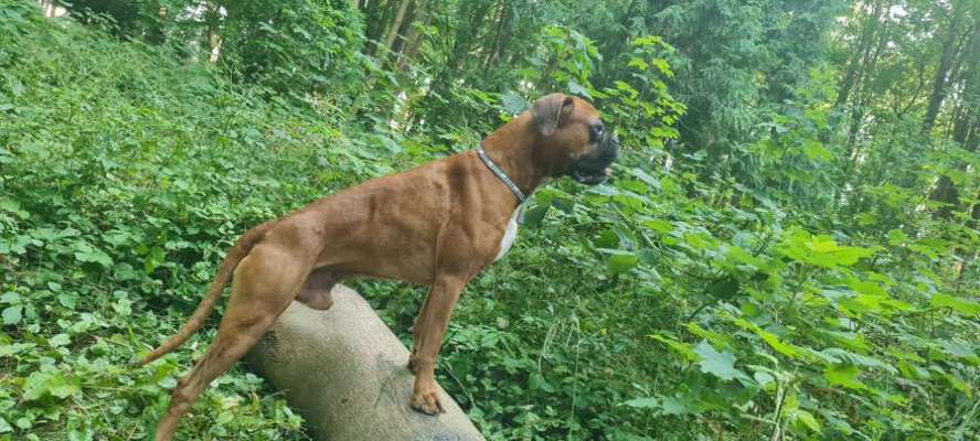 Deutsche Boxer-Beitrag-Bild