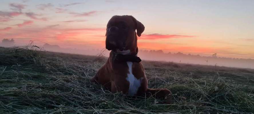 Reinrassige Hunde?-Beitrag-Bild