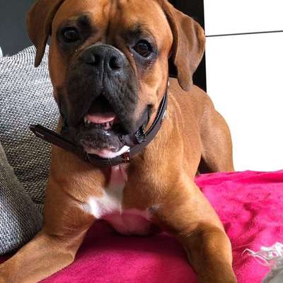 Hundetreffen-Große junge Hunde-Bild