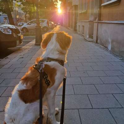 Hundetreffen-Spiel- & Gassi-Freunde in Chemnitz-Bild