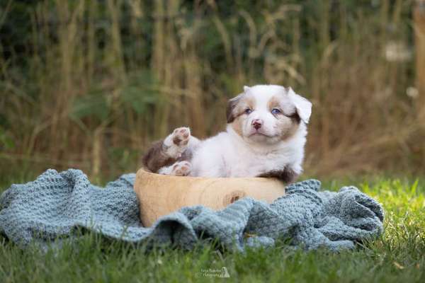 Giftköder-Hundefotoshooting Paket S-Bild