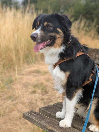 Hundetreffen-Junghund sucht souveränen Gassipartner-Bild