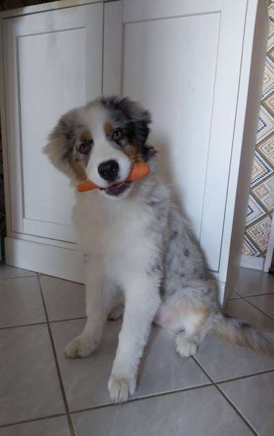 zeigt mal eure schönsten Fotos von euren Lieblingen.-Beitrag-Bild