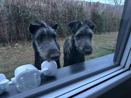 Windhunde - Treffen der besonderen Schönheiten
HERZLICH WILLKOMMEN-Beitrag-Bild