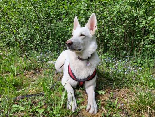 Die Dogorama Monats Challenge "Es grünt und blüht"-Beitrag-Bild