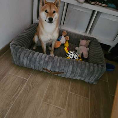 Hundetreffen-Hundetreffen bei Bosau-Bild