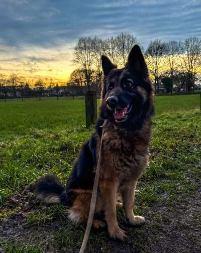 Hundetreffen-Suche Spielgefährten für mein Großen-Bild