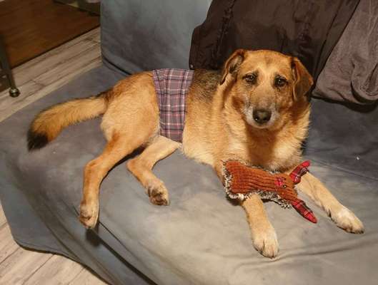 TierschutzhundeStammtisch🐕-Beitrag-Bild