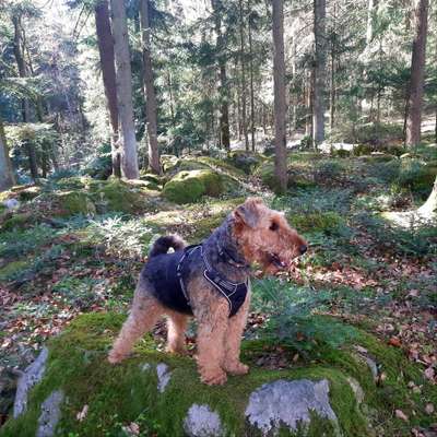 Airedale Terrier-Beitrag-Bild
