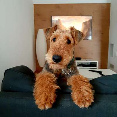 Airedale Terrier-Beitrag-Bild