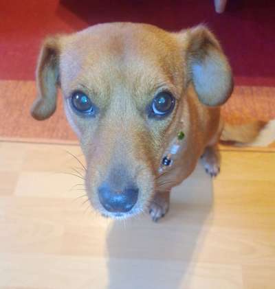 Dogorama Photo Challenge - Portrait-Beitrag-Bild