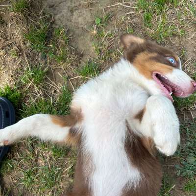 Hundetreffen-Welpentreffen in Mosbach diedesheim