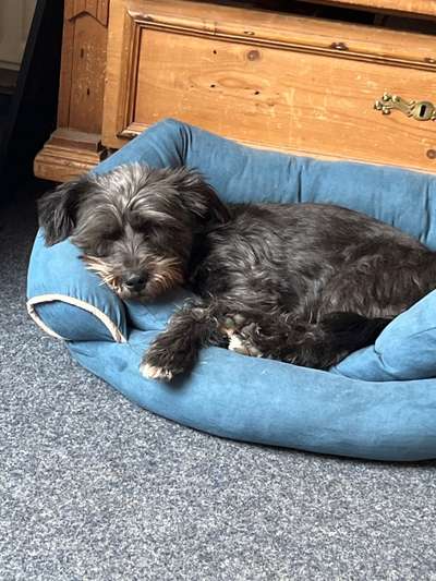 Mischlingshunde Foto Aufruf-Beitrag-Bild