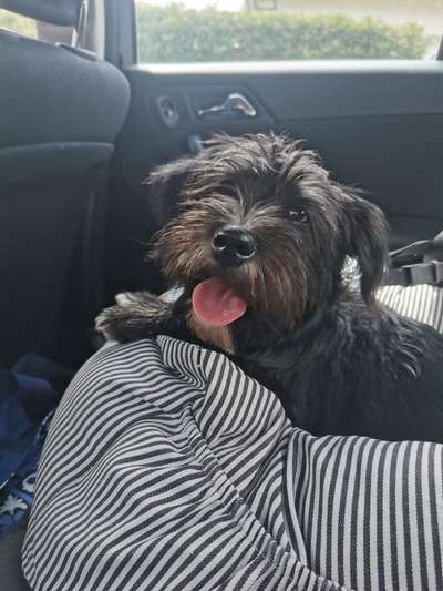 2.Kurzgeschichten Challenge Thema: Autofahren-Beitrag-Bild